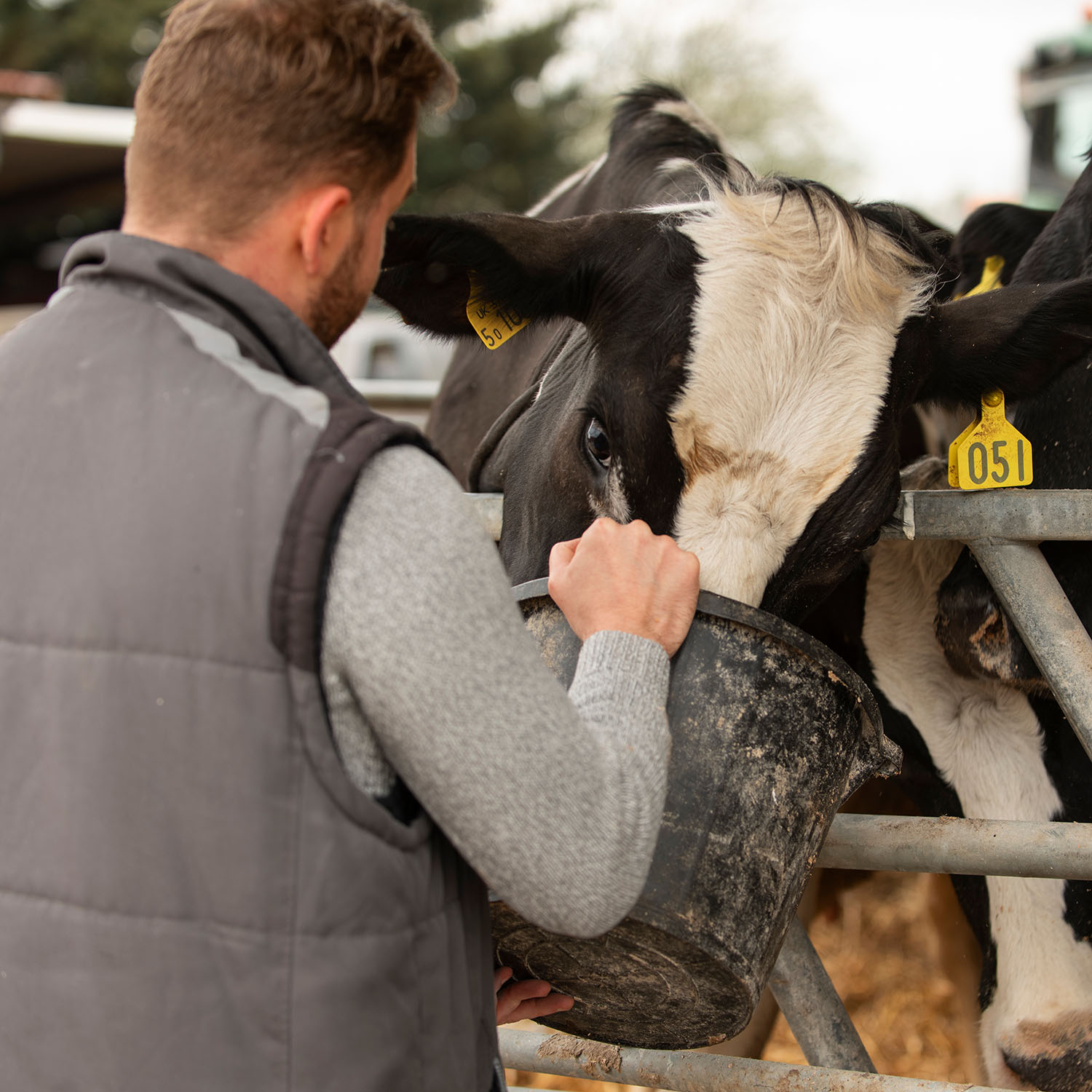 kuhe grasen der natur web