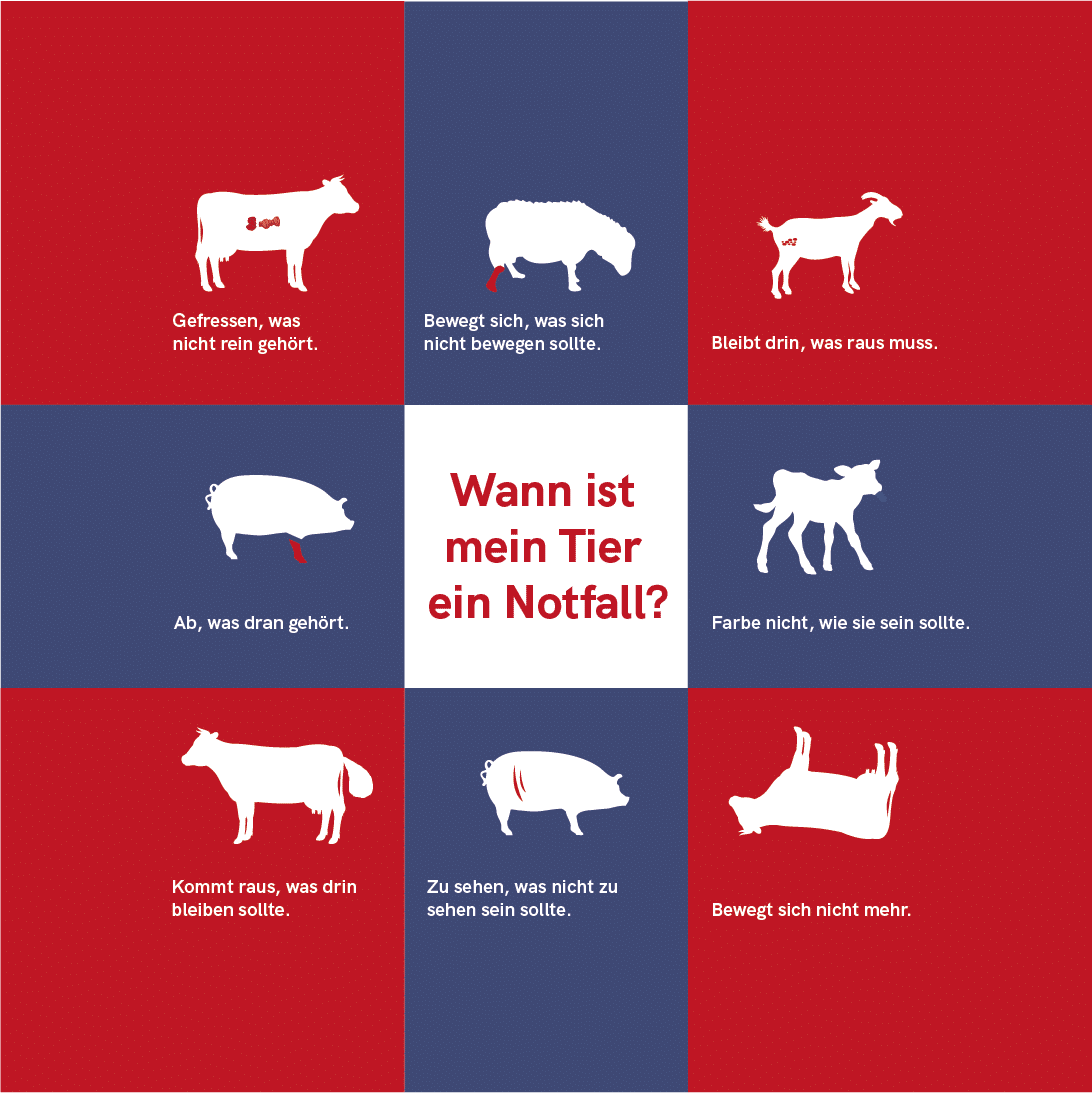 Wann ist mein Tier ein Notfall 1.1 web